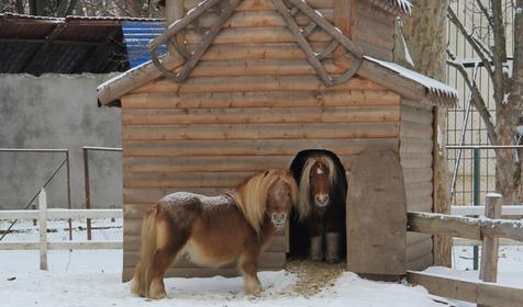 Галерея зимнего Сафари-парка, г. Краснодар, парк Солнечный остров
