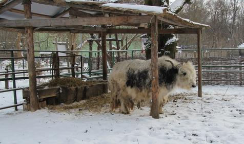 Галерея зимнего Сафари-парка, г. Краснодар, парк Солнечный остров