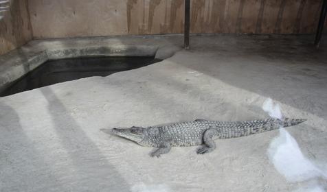 Галерея зимнего Сафари-парка, г. Краснодар, парк Солнечный остров