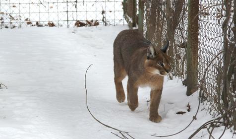 Галерея зимнего Сафари-парка, г. Краснодар, парк Солнечный остров
