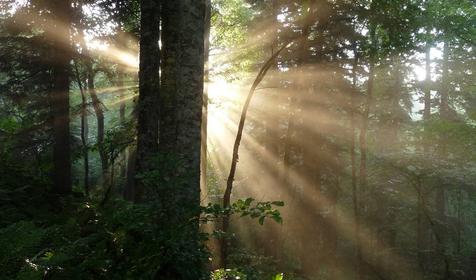 Коттедж Сосновая терраса, плато Лаго-Наки