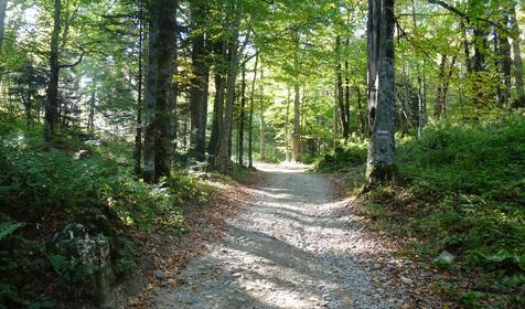 Коттедж Сосновая терраса, плато Лаго-Наки