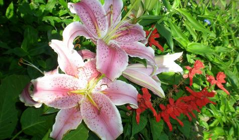 Гостиница Астери, п. Кучугуры