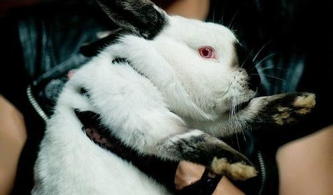Гастропаб Белый кролик, г. Краснодар