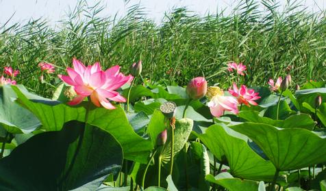 Лотосы. Приморско-Ахтарский район