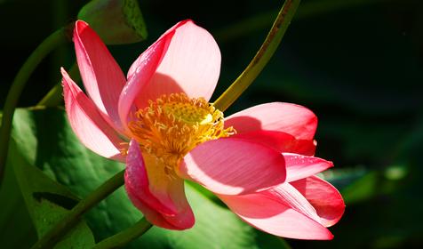 Лотосы. Приморско-Ахтарский район