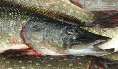 Рыбалка. Приморско-Ахтарский район