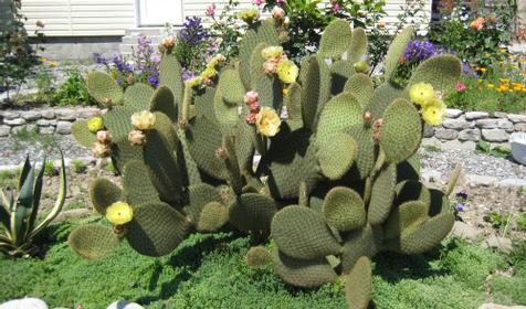 Гостевой дом Андрей, г. Сочи, п. Вардане