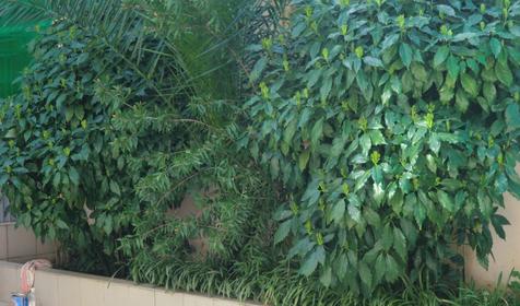 Гостевой дом Атланта, г. Адлер