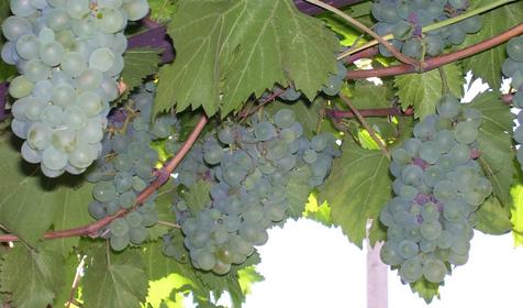 Виноград на террасе. Частный пансионат Цветочная-25, Ткмрюкский район, ст-ца Голубицкая