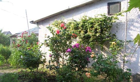 Территория. Частный пансионат Цветочная-25, Ткмрюкский район, ст-ца Голубицкая