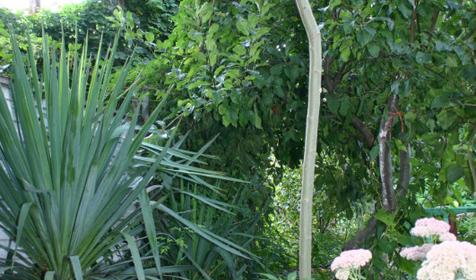 Частный гостевой дом Уютный дворик, Туапсинский район, п. Небуг