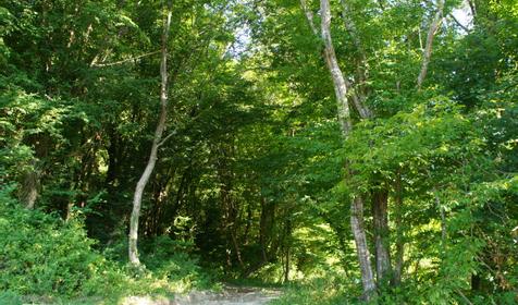 Гостевой дом "Лесная сказка". Сочи. Лоо