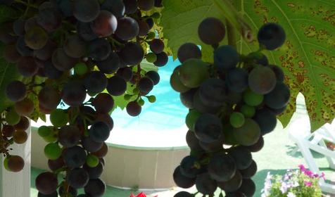 Гостевой дом Серебристая чайка, п. Архипо-Осиповка