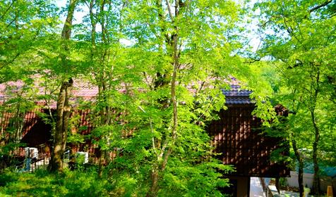 Туристическая база отдыха Нефтяник, Туапсинский район, п. Бухта Инал