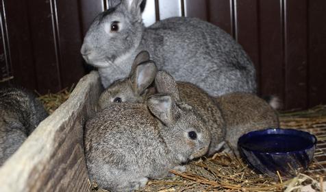 Кролики. Дом у реки Раздолье, г. Тимашевск, ст. Новокорсунская