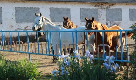 Конеферма. Дом у реки Раздолье, г. Тимашевск, ст. Новокорсунская