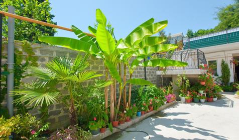 Гостевой дом Звездочка, г. Сочи, п. Лоо