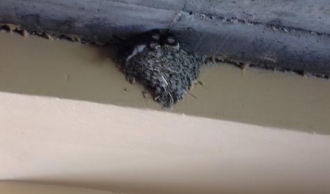 Гостевой дом Карина. Туапсе. Дедеркой