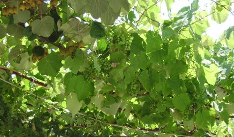 Гостевой дом Карина. Туапсе. Дедеркой