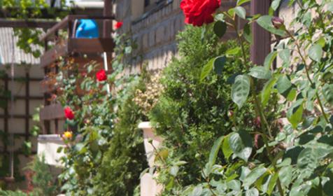 Территория. Гостевой дом Альпина, г. Геленджик, с. Дивноморское