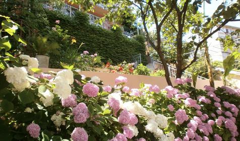 Территория. Гостевой дом Екатерина, г. Сочи, Лазаревский район, п. Лазаревское