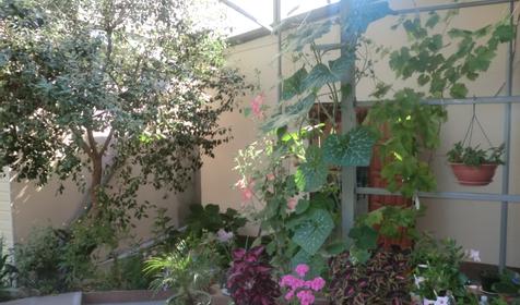 Частный гостевой дом Александр, г. Сочи, Лазаревский район, п. Лоо