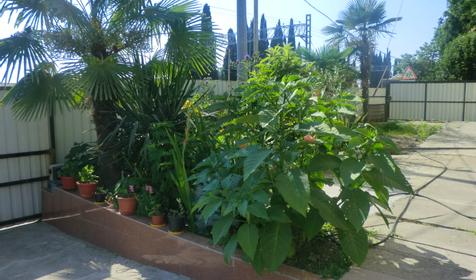 Частный гостевой дом Александр, г. Сочи, Лазаревский район, п. Лоо