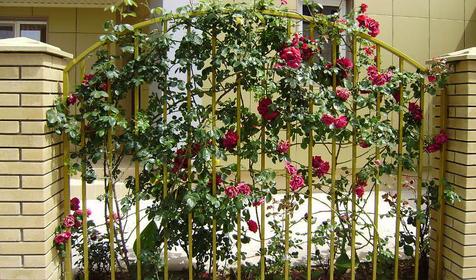 гостевой дом Паллада, Ольгинка