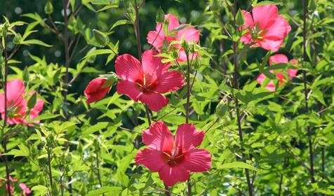 Цветы во дворе. Частная мини-гостиница по ул. Строителей, 31, г. Анапа, п. Сукко