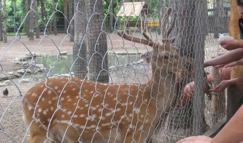 Галерея Сафари-парка, г. Краснодар, парк Солнечный остров