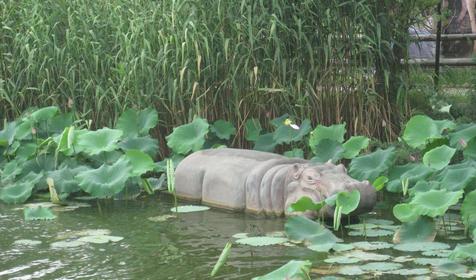 Галерея Сафари-парка, г. Краснодар, парк Солнечный остров