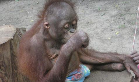 Галерея Сафари-парка, г. Краснодар, парк Солнечный остров