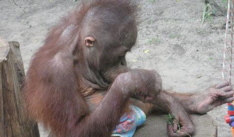 Галерея Сафари-парка, г. Краснодар, парк Солнечный остров