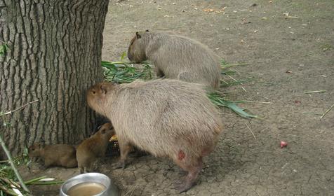 Галерея Сафари-парка, г. Краснодар, парк Солнечный остров