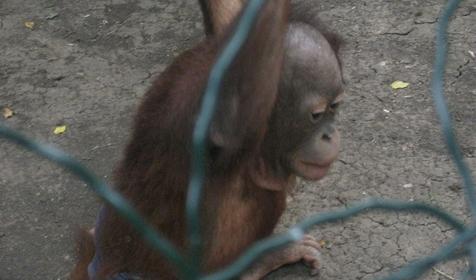 Галерея Сафари-парка, г. Краснодар, парк Солнечный остров