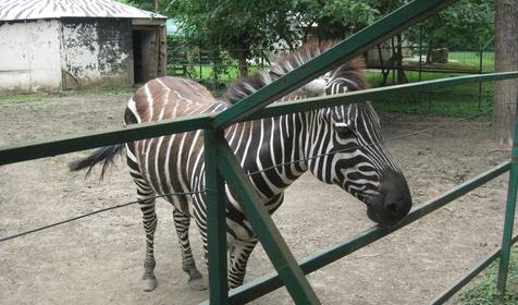 Галерея Сафари-парка, г. Краснодар, парк Солнечный остров