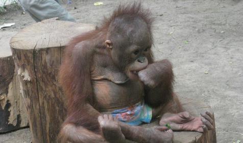 Галерея Сафари-парка, г. Краснодар, парк Солнечный остров