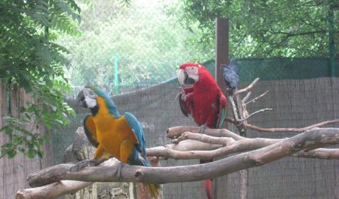 Галерея Сафари-парка, г. Краснодар, парк Солнечный остров