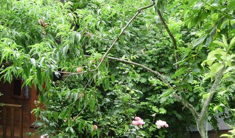 Двор, гостевой дом Катюша, г. Туапсе, п. Дедеркой