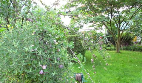 Двор, гостевой дом Изумруд, г. Новороссийск, с. Дюрсо