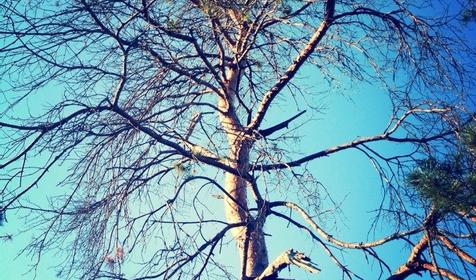 Городской сад