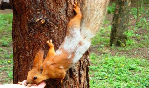 Чистяковская роща