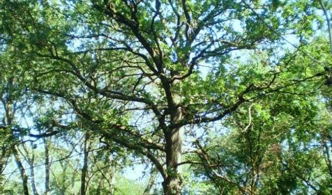 Чистяковская роща