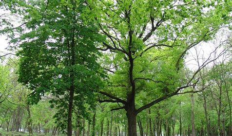 Чистяковская роща