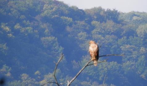 Гостевой дом "Нахаленок", ст.Бесленеевская