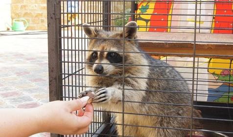 Гостевой дом Виктория, пос. Лазаревское