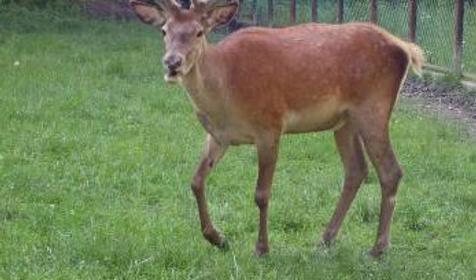 Вольерный комплекс КГПБЗ