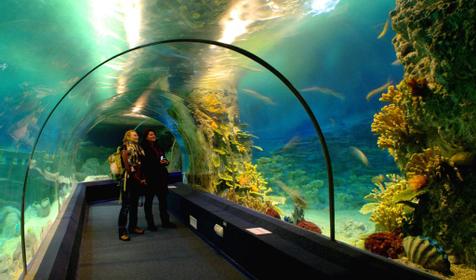 Океанариум Sochi Discovery World Aquarium, г. Сочи