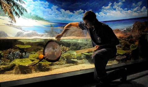 Океанариум Sochi Discovery World Aquarium, г. Сочи
